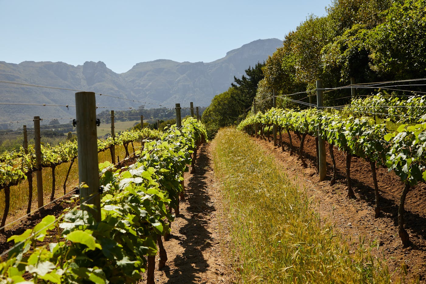 Winery Adventure Tour